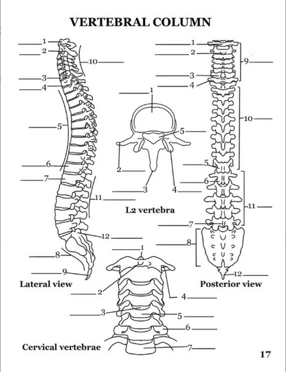 Human Anatomy Book