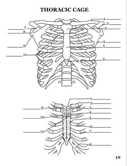 Human Anatomy Book
