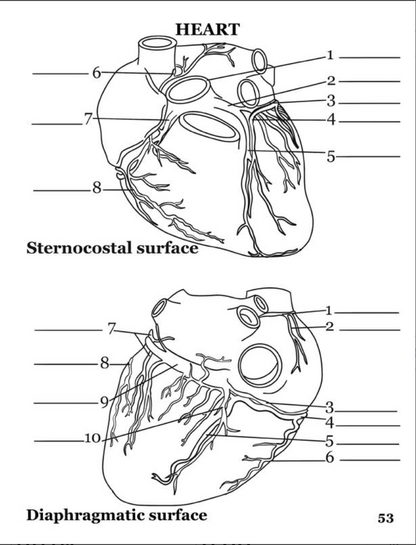 Human Anatomy Book
